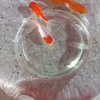 ماهی گلدفیش