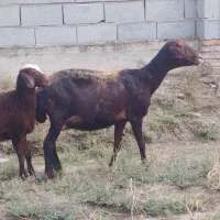 یک راس گوسفند جوان جنس دار با بره ماده شیرمست