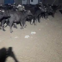 گاومیش نر ۷۰عدد