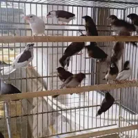 فنچ بنگالی