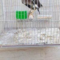 مرغ مینا