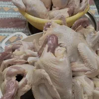 جوجه محلی اصل دورگه نیست
