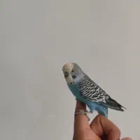 مرغ عشق اهلی