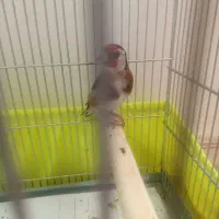 سهره نر