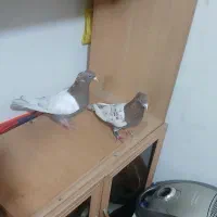 کفتر|پرنده|مشهد, بلال|دیوار