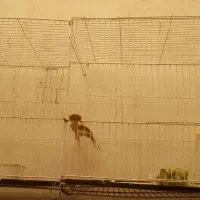 سلام چهارتا قناری نر دوتا آماده جفت دوتا دیگه ریز