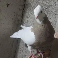 کفتر|پرنده|مبارکه, |دیوار