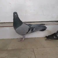 کبوتر|پرنده|اصفهان, شهرک زاینده رود|دیوار
