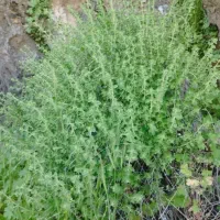 آویشن کوهی