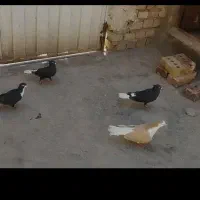 کبوتر