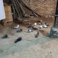 یه گل کبوتر پر