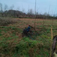 ضامن چکدار نیاز داشتین درخدمتم