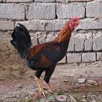 خروس لاری اصل