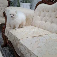 پامر خرسی هپی فیس نرتیکاپ۵۱ملیون
