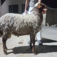 قوچ یک ساله