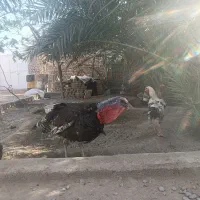 فروش یک جفت نر و ماده بوقلمون تخم گذار