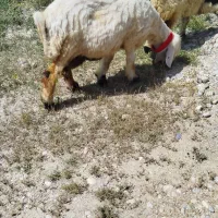 میش بره