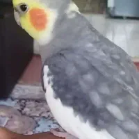 گمشده