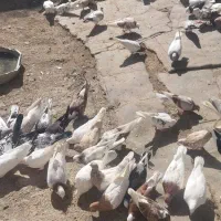 کبوتر