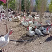 بوقلمون بیوتی خانگی،مانیزان