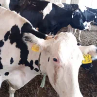 نیروی انبارداری برای دامداری