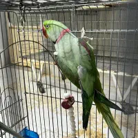 نرو ماده شاه طوطی