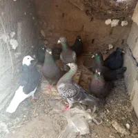 کبوتر