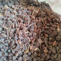 کشمش و مویز