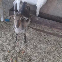 دوعددبز