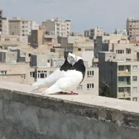 کبوتر  کلفه