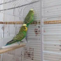 2عدد مرغ عشق نر
