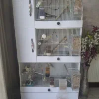 عروس هلندی و قفس