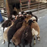بره دارای تائیدیه کوچک و بزرگ  زنده