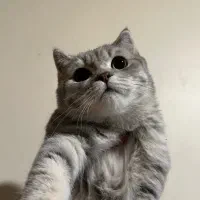 دو‌ عدد گربه برتیش اسکاتیچ هر دو باهم۱۵تومن