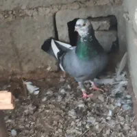 کبوتر