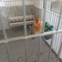 سهره قناری دهن سهره قروه