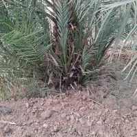 پاجوش برحی نسیجی در دارخوین