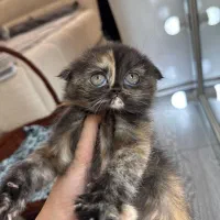 اسکاتیش بلک لایت دوماهه(شبوروز)