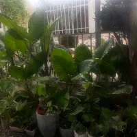 گل بابا آدم