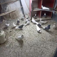 کبوتر پرشی15عدد