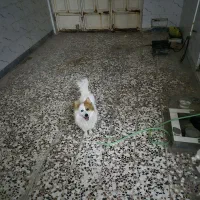 سگ پامر روباهی