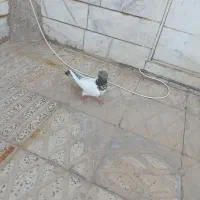 کله ای وماهرو