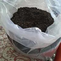چای ممتاز بهاره ۱۴۰۵لاهیجان