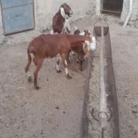 حیوانات