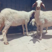 شیشک میش