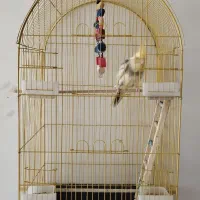 عروس هلندی