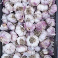 سیر بومی