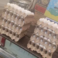 پخش تخم مرغ روز کارتنی