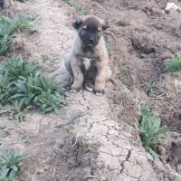 توله سرابی اصیل