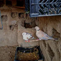 کبودرخانگی